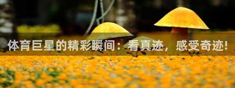 体育巨星的精彩瞬间：看真迹，感受奇迹!